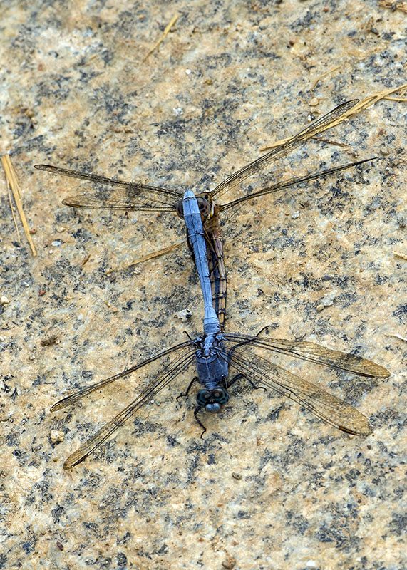 Da determinare: Orthetrum chrysostigma